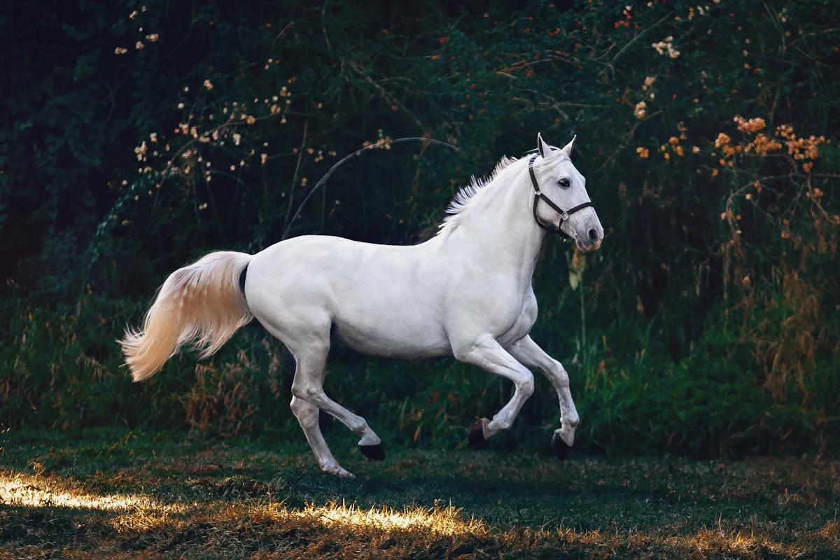 John Chatterton working with a horse